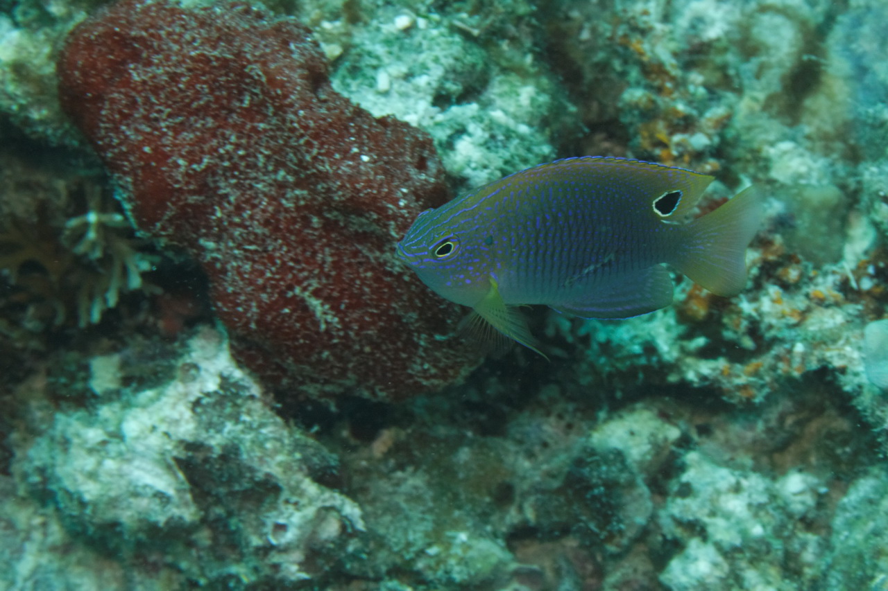 Pomacentrus vaiuli (Damigella principessa)